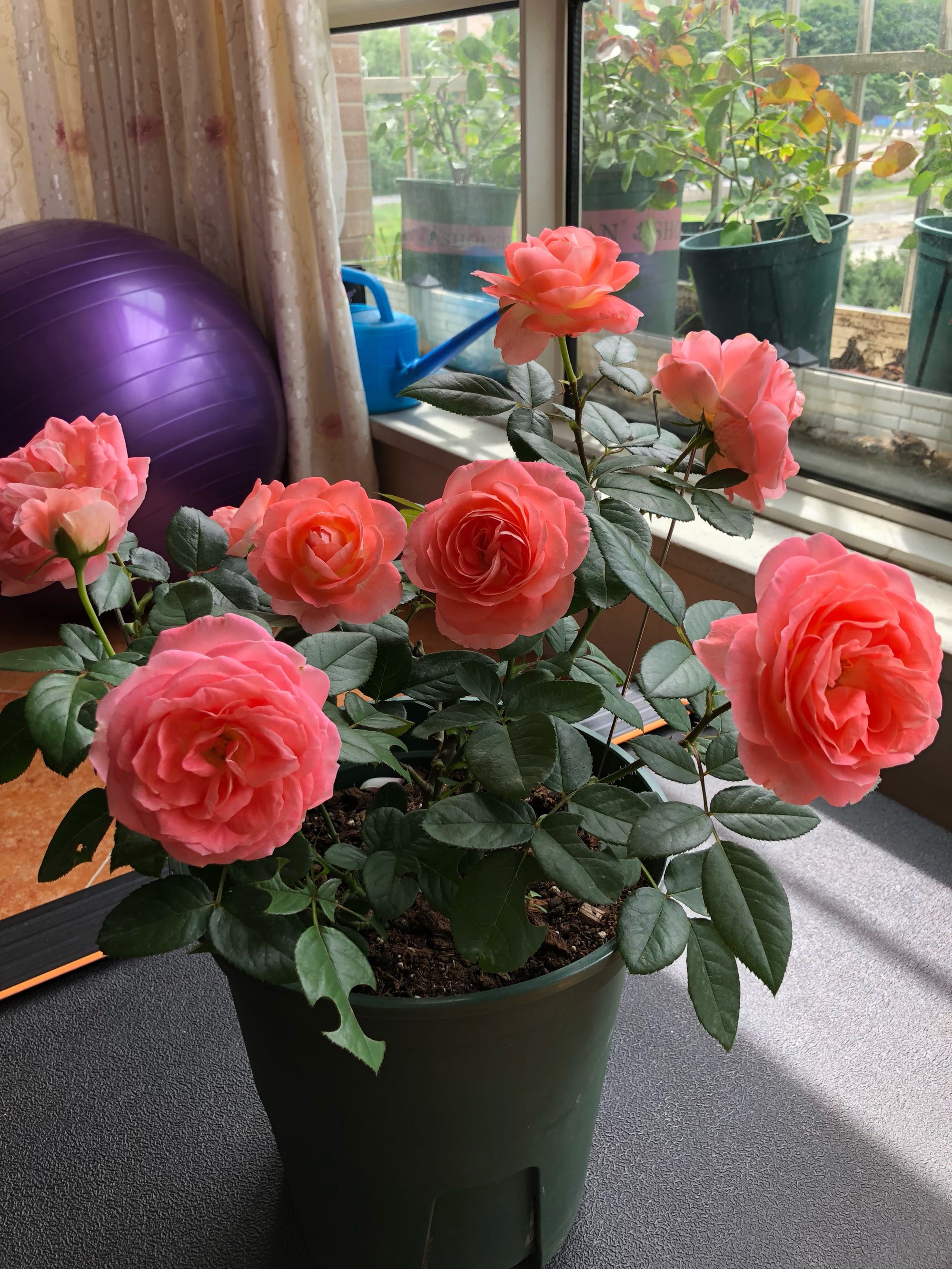 此种微型月季花,不输果汁阳台,又美又香,四季花开!