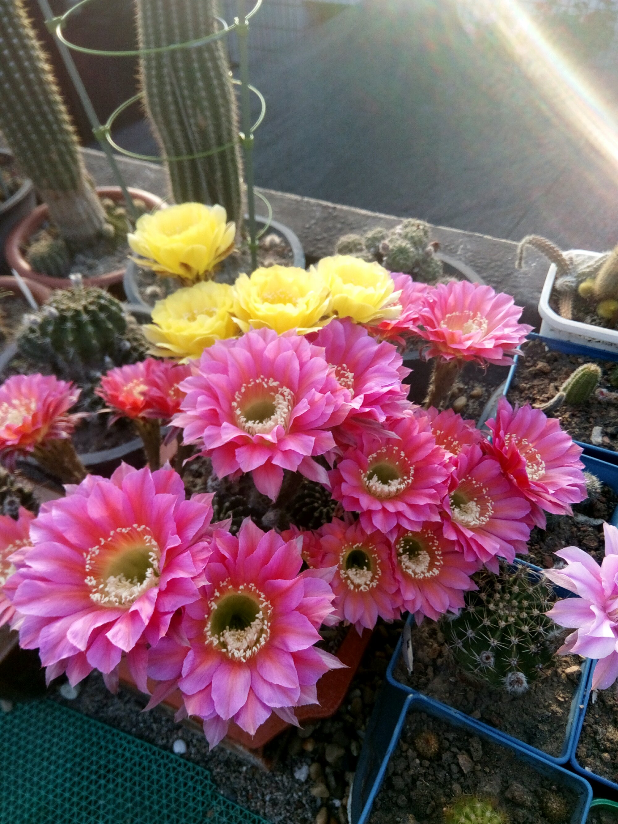 盆栽仙人球浓桃筋好看又好养一年开花多次