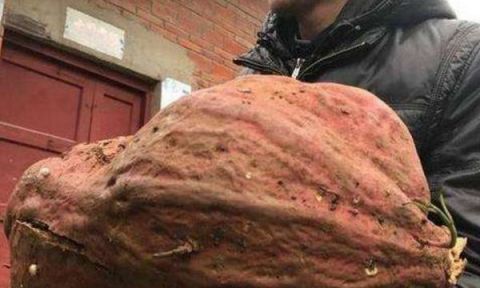 老农种地挖出"红薯精",238斤巨大红薯,愁坏了这老人家!