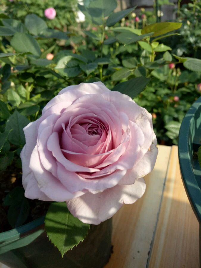 家养月季选这款又美又香四季开花不停养护容易