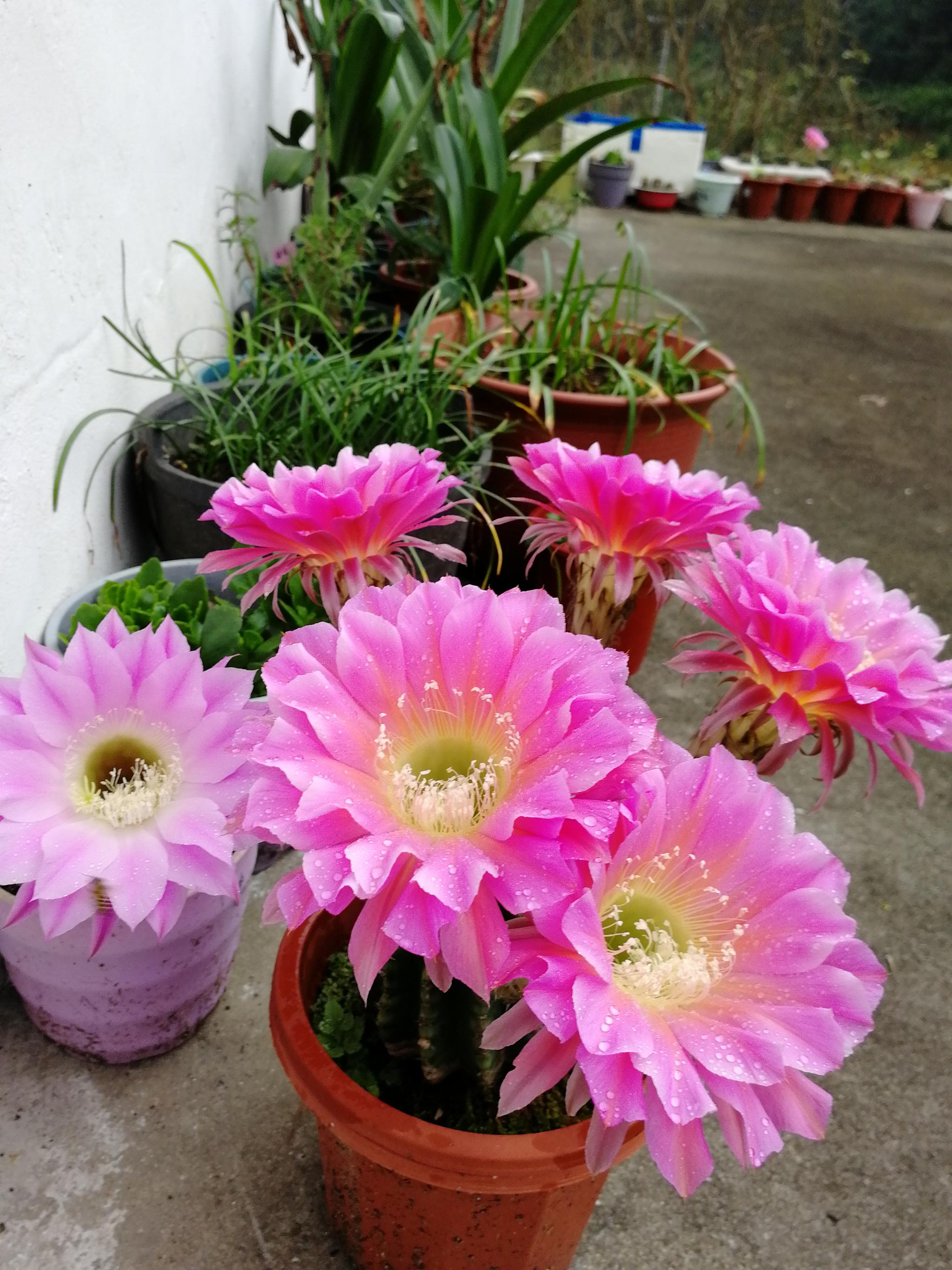 盆栽仙人球浓桃筋好看又好养一年开花多次