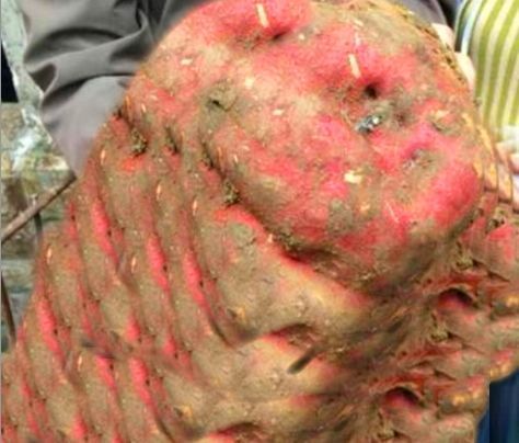 老农种地挖出"红薯精",238斤巨大红薯,愁坏了这老人家!