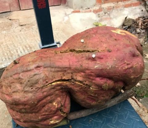 老农种地挖出"红薯精",238斤巨大红薯,愁坏了这老人家!