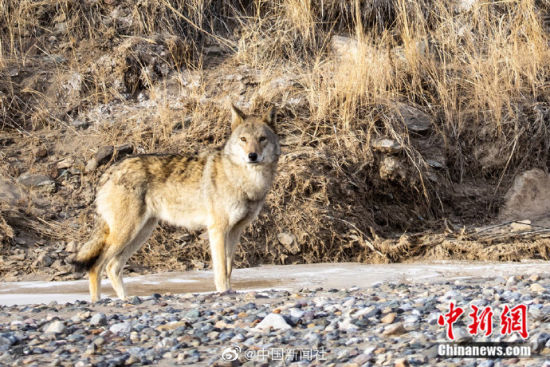 请注意,这里有群狼出没