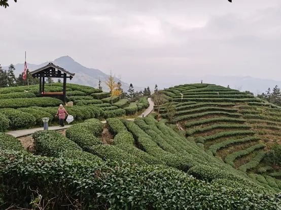 （三江侗族自治县八江镇布央村的一处茶园。图片来源：贺觉渊）