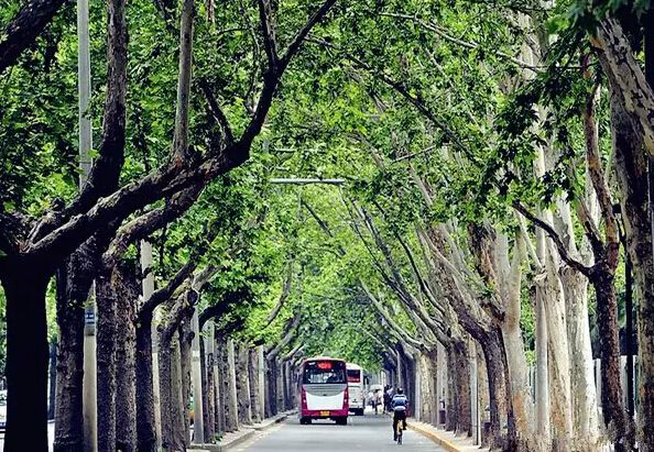 法国梧桐"回家" 西安市民感慨:回忆回来了!