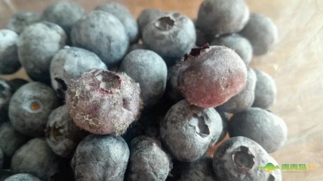 超市买来的蓝莓长毛发霉?市场监管局:正调查处理!