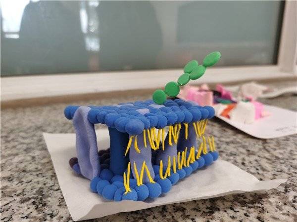 学生以个人或者小组为单位提交制作的细胞膜模型或者动植物细胞模型