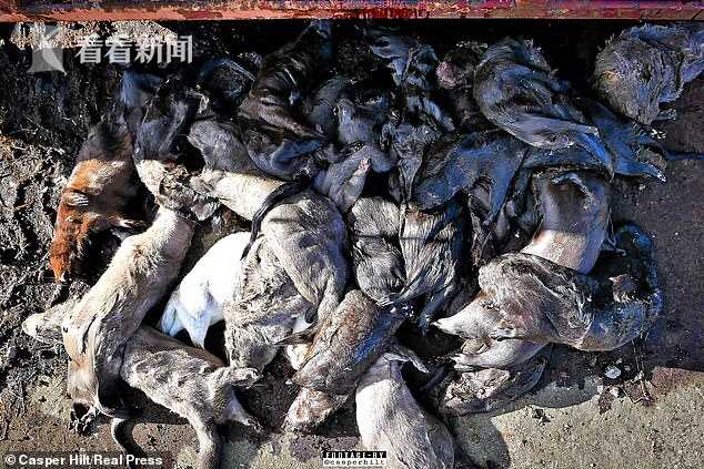 大量貂尸重现地面丹麦拟挖出400万具焚烧防污染