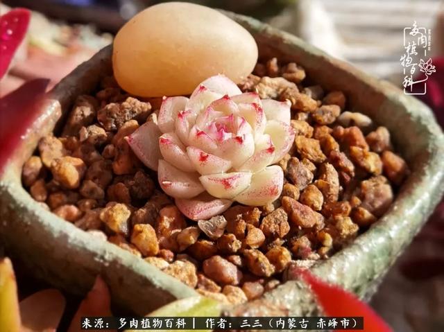 多肉贵货有哪些品种2020（多肉奢侈品有原单吗）-第2张图片-潮百科