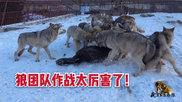 狼群捕食傻狍子,狍子惨叫奔逃,却依旧难逃被杀命运