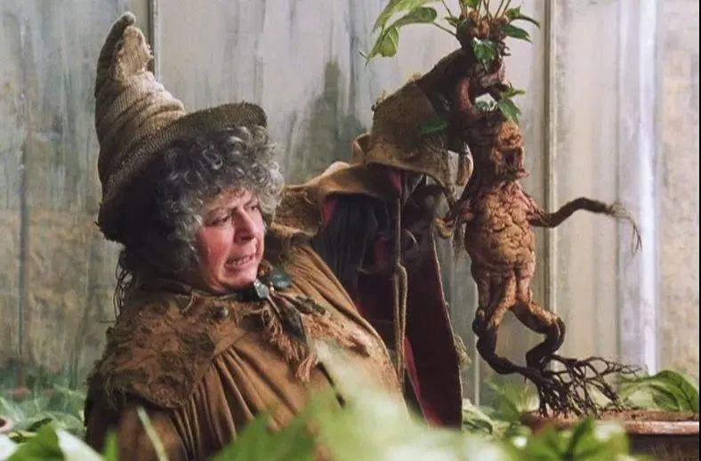 但说到它的英文名mandrake,看过《哈利61波特》系列的朋友或许印象
