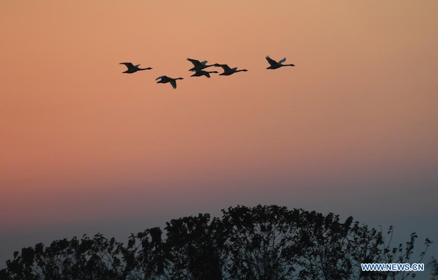 Swans fly over the wetland of the Wuxing white crane conservation area by the Poyang Lake in Nanchang, east China's Jiangxi Province, Dec. 21, 2020. Numerous migratory birds including white cranes and swans have arrived in the wetland by the Poyang Lake, taking it as their winter habitat. (Xinhua/Wan Xiang)