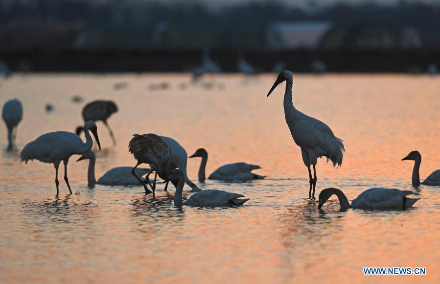 Flocks of migratory birds forage in the wetland of the Wuxing white crane conservation area by the Poyang Lake in Nanchang, east China's Jiangxi Province, Dec. 21, 2020. Numerous migratory birds including white cranes and swans have arrived in the wetland by the Poyang Lake, taking it as their winter habitat. (Xinhua/Wan Xiang)