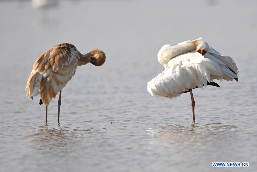 White cranes are seen in the wetland of the Wuxing white crane conservation area by the Poyang Lake in Nanchang, east China's Jiangxi Province, Dec. 21, 2020. Numerous migratory birds including white cranes and swans have arrived in the wetland by the Poyang Lake, taking it as their winter habitat. (Xinhua/Wan Xiang)