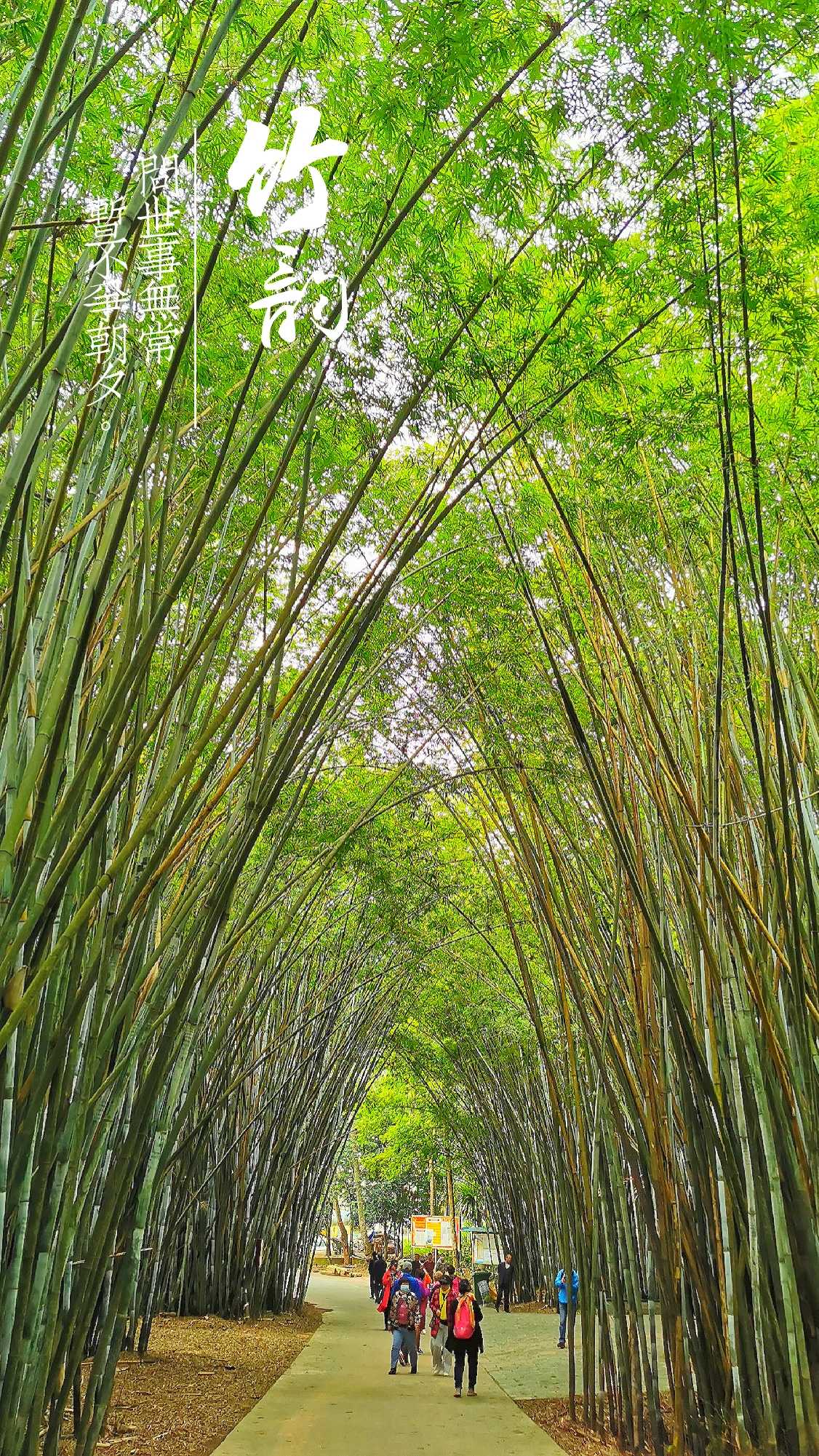 美鹤园竹海听涛