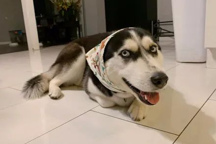 狼|狗|哈士奇_新浪新闻