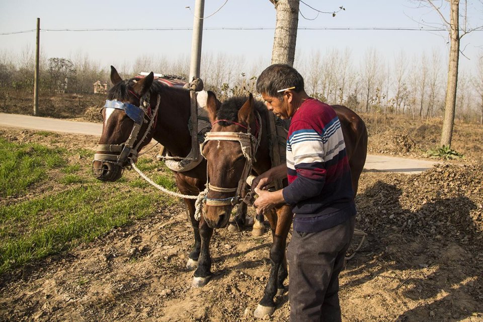 农村老汉养马一天接仨新娘能收入多少