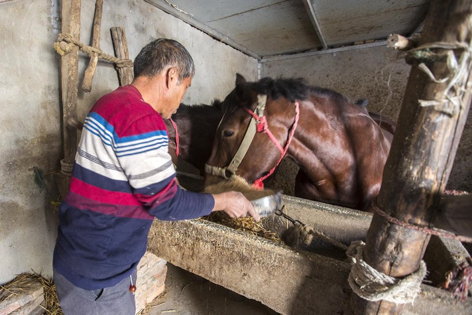 农村老汉养马一天接仨新娘能收入多少