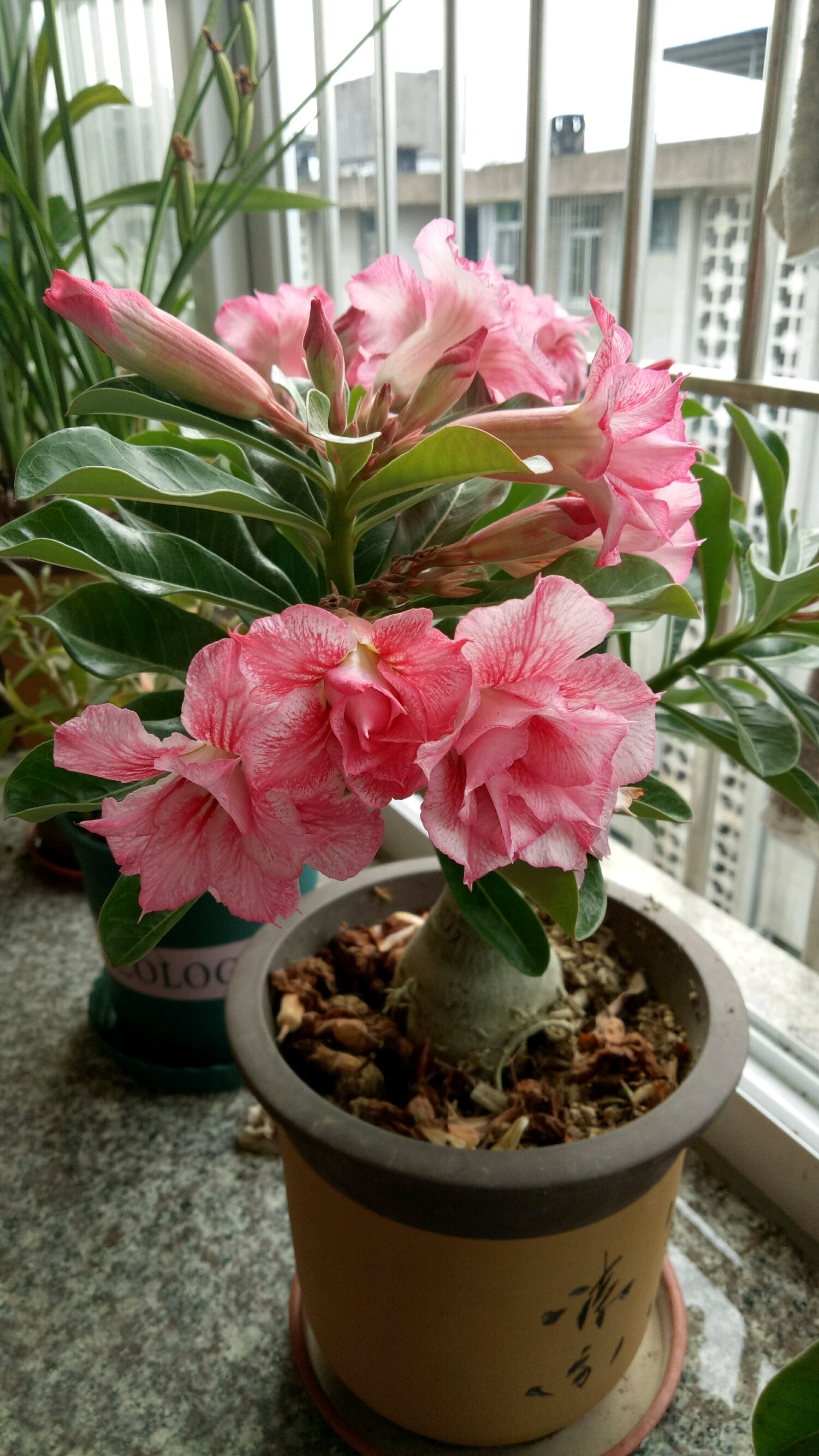 名花|天宝|养护