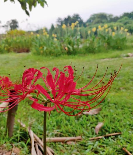 这植物叫蟑螂花?其实人家本名叫这个,一绽开仿若盛大烟火