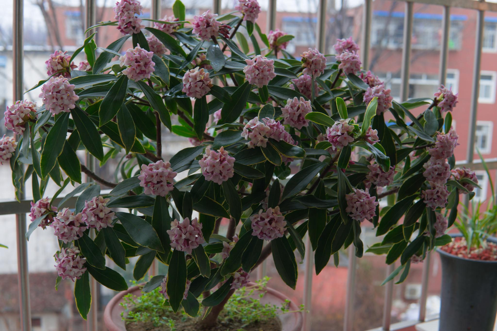 这种植物名叫"瑞香",瑞香科多年生常绿直立灌木,中国的传统名花,广泛