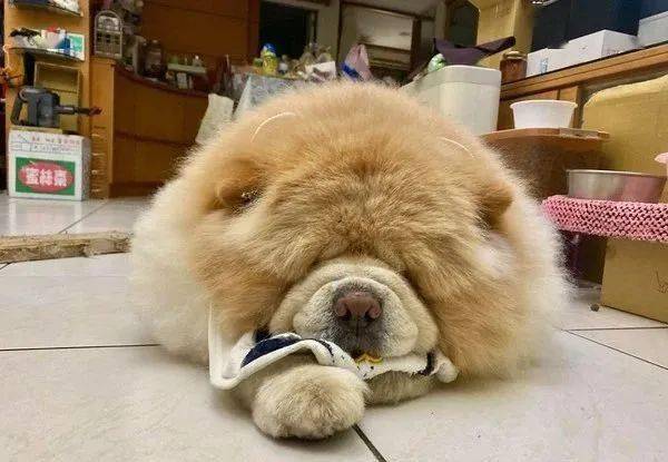 松狮不爱拍照,等妈领包裹也臭脸抗议:你让我等了很久