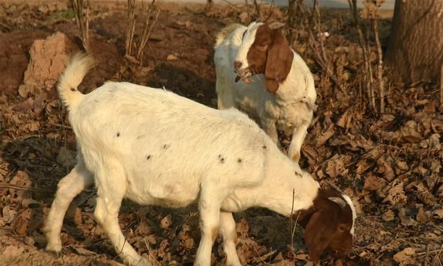 安徽农民喜遇"羊贵妃",养殖30只本地山羊,前景喜人