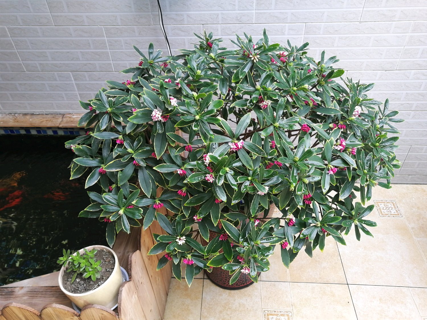 此种木本盆栽植物花叶共赏香气浓郁好养易管理