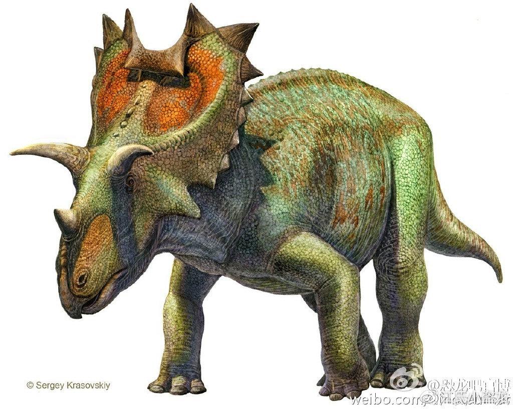 欢迎来到角龙之家