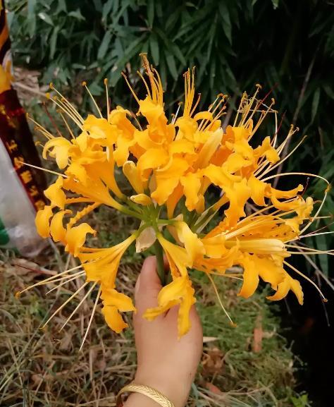 这植物叫蟑螂花?其实人家本名叫这个,一绽开仿若盛大烟火