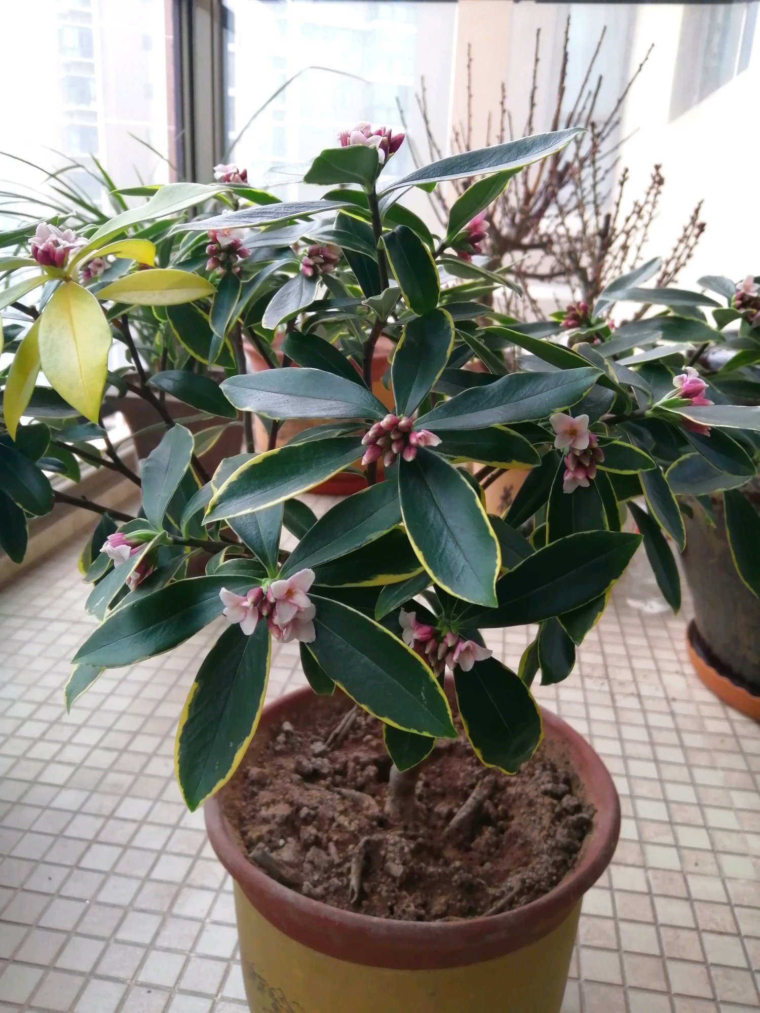 此种木本盆栽植物花叶共赏香气浓郁好养易管理