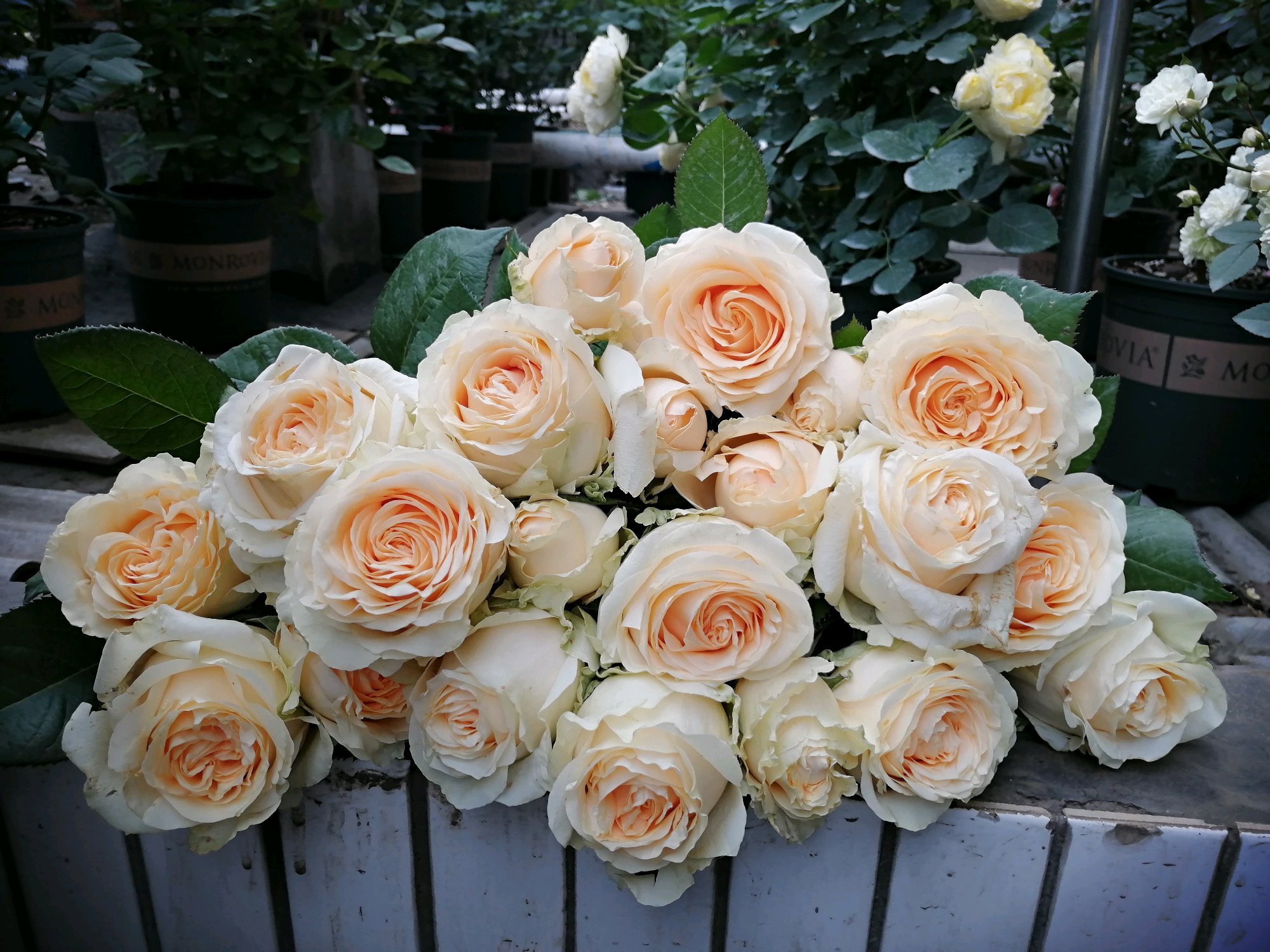 此种高档切花可阳台盆栽养护很容易四季都开花