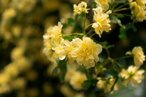 一种黄色蔷薇花名叫黄木香开花好看又好闻观赏价值高