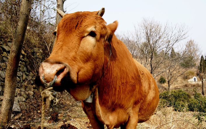 2021年将至,"牛牛牛"在新的一年里需注意哪些事情?属牛人速看