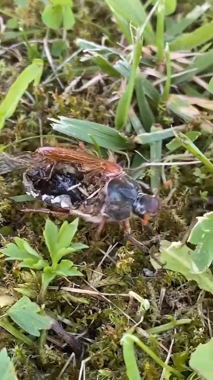 虫子没有躯壳了,为什么还可以动,僵尸虫子?