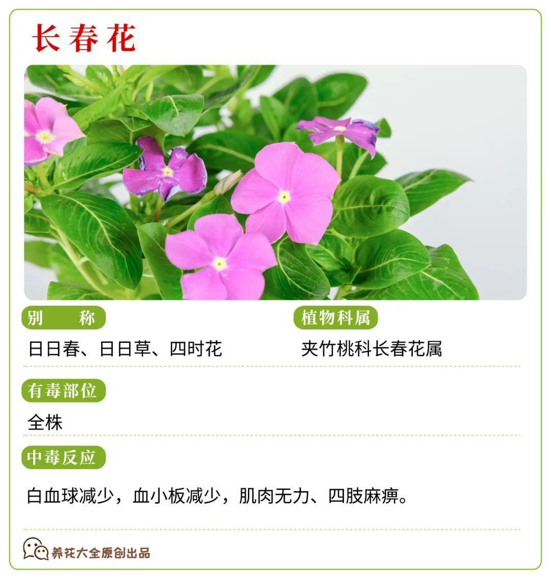 30种常见有毒花很多人都在养一定要小心养