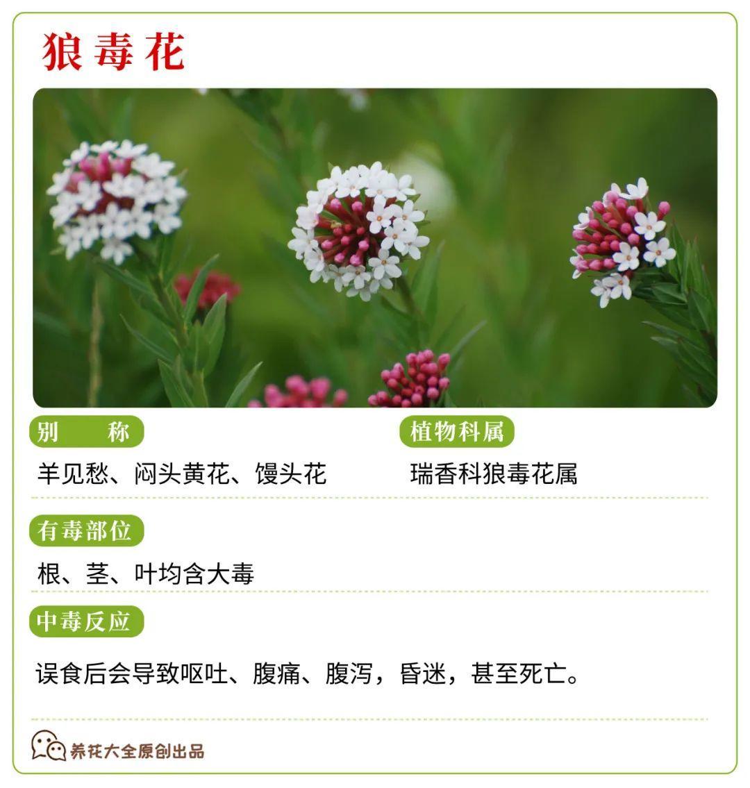 30种常见有毒花很多人都在养一定要小心养