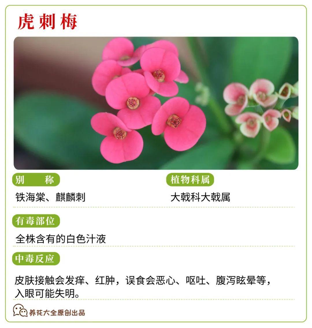 30种常见有毒花很多人都在养一定要小心养