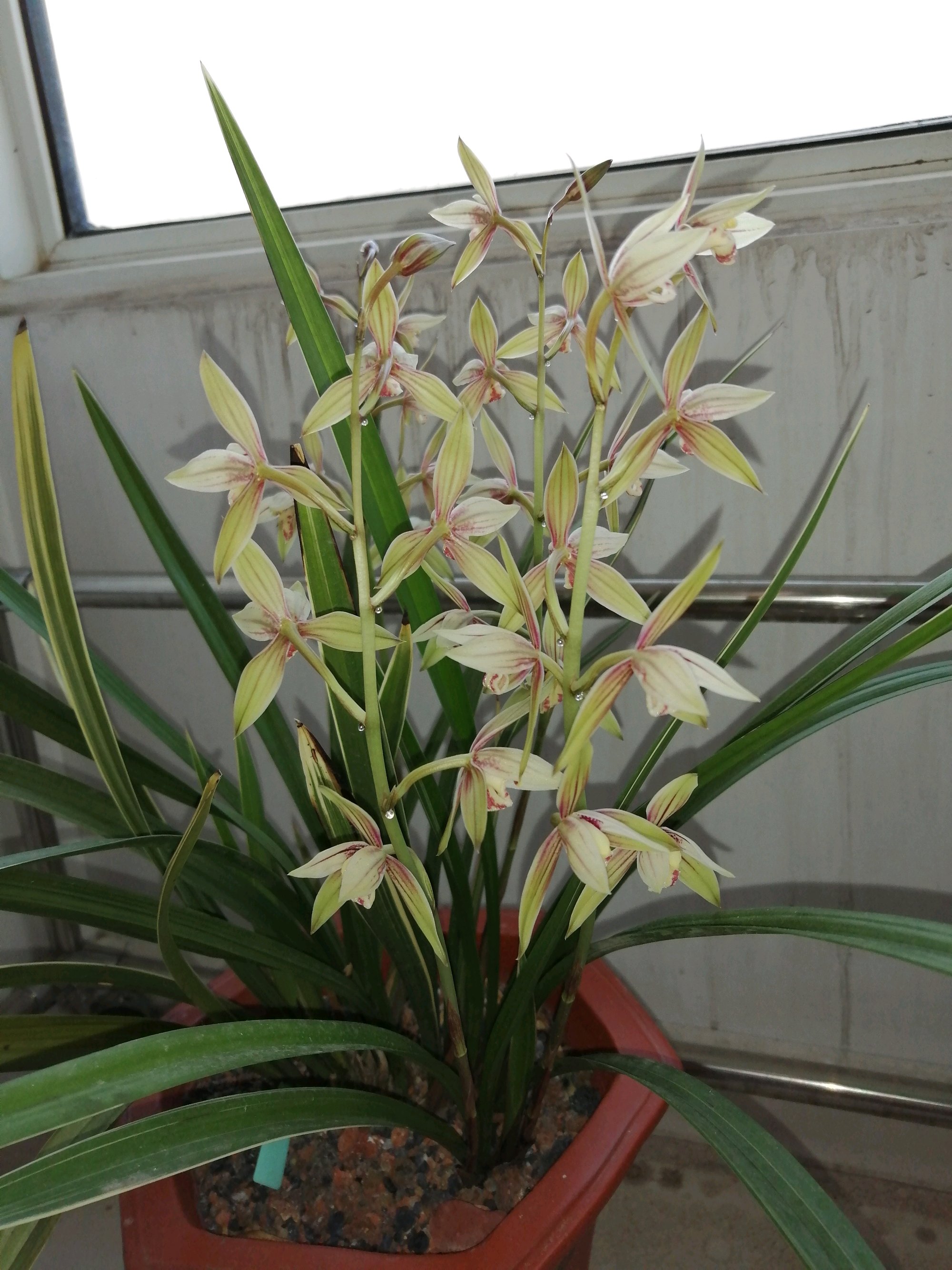 新手入门级兰花，一年开花多次，兰香浓郁，物美价廉！|兰花|小桃红|新手_新浪新闻