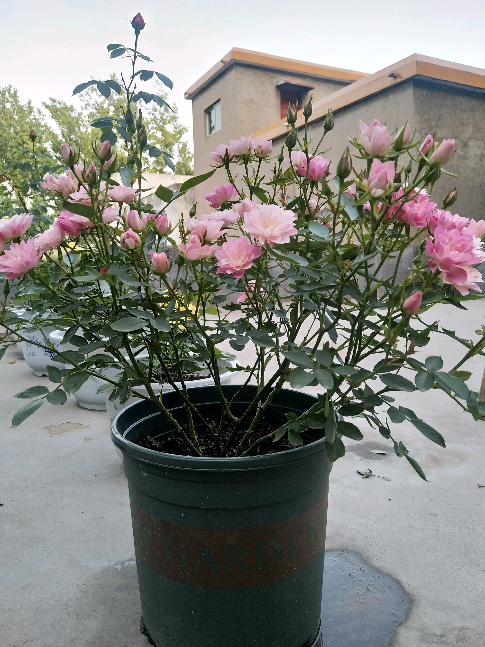 月季花盆栽的养殖方法(月季花盆栽的养殖方法和注意事项视频)