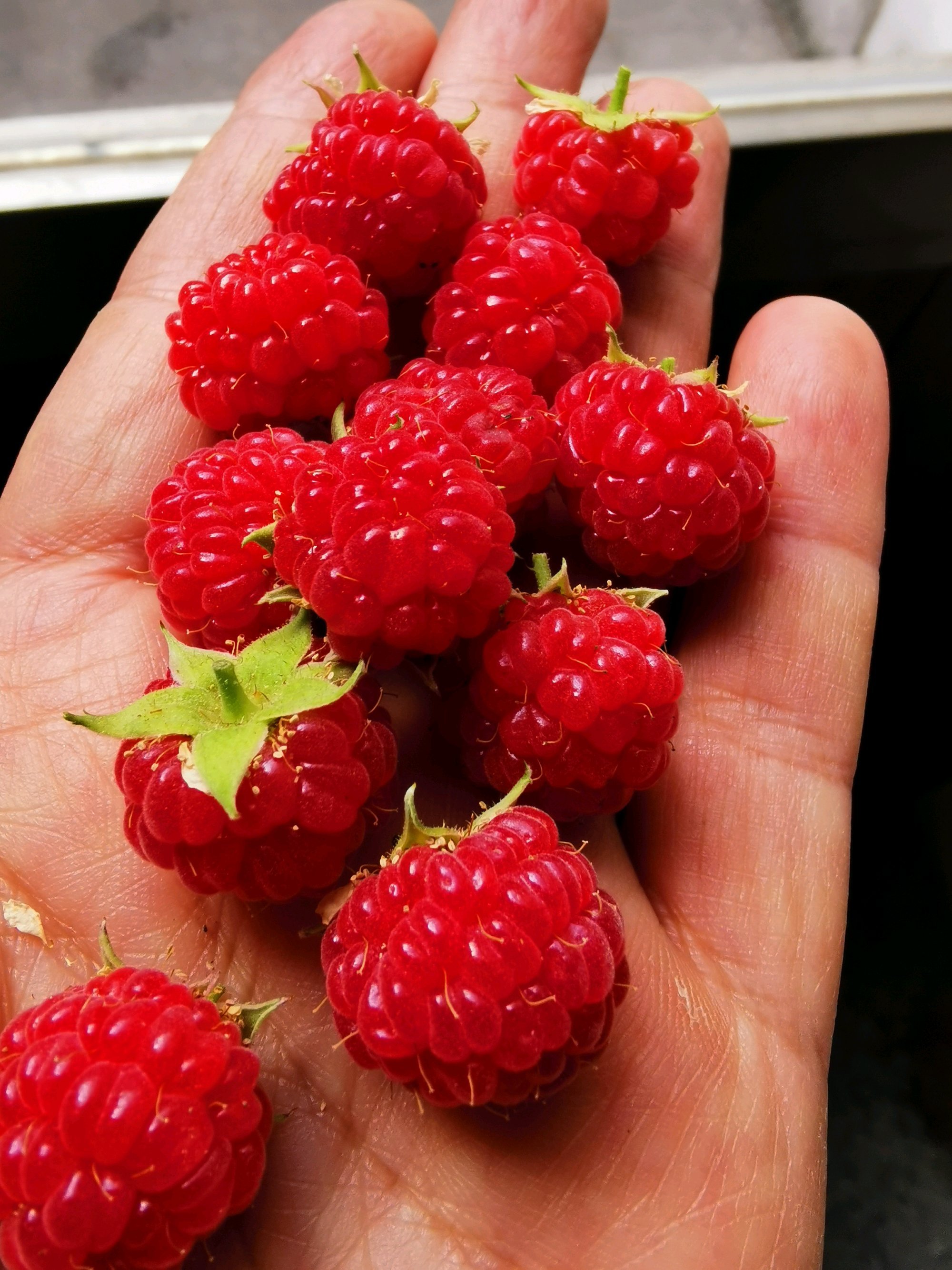 树莓|盆栽|养护_新浪新闻