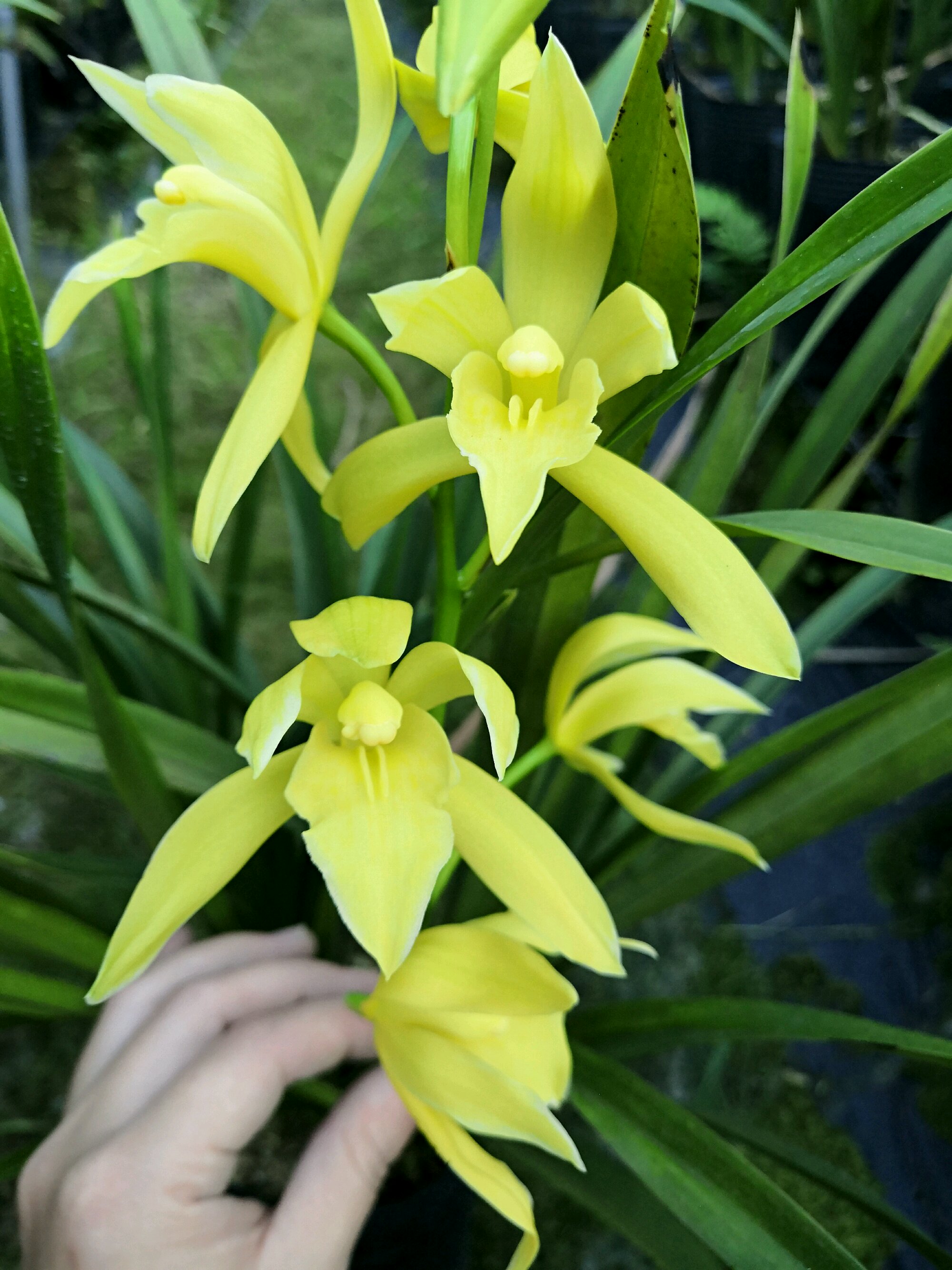 此款名品兰花,养护容易,价格便宜,一年开花多次!