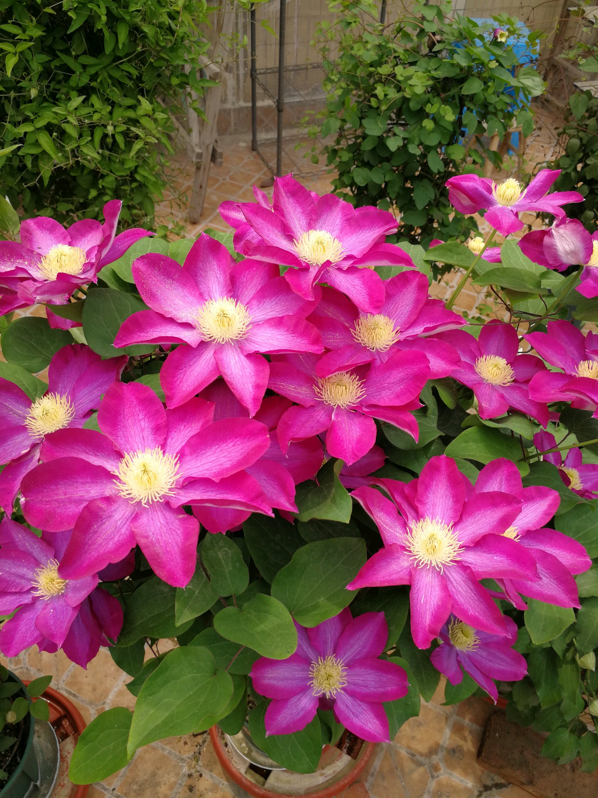 此款铁线莲花开花早花期长花色美丽养护容易