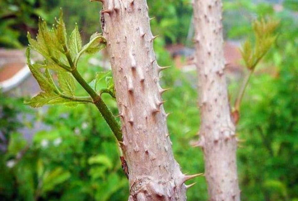 鸟儿都不往上面落满是尖刺的杂木如今嫩芽卖的却比肉都贵