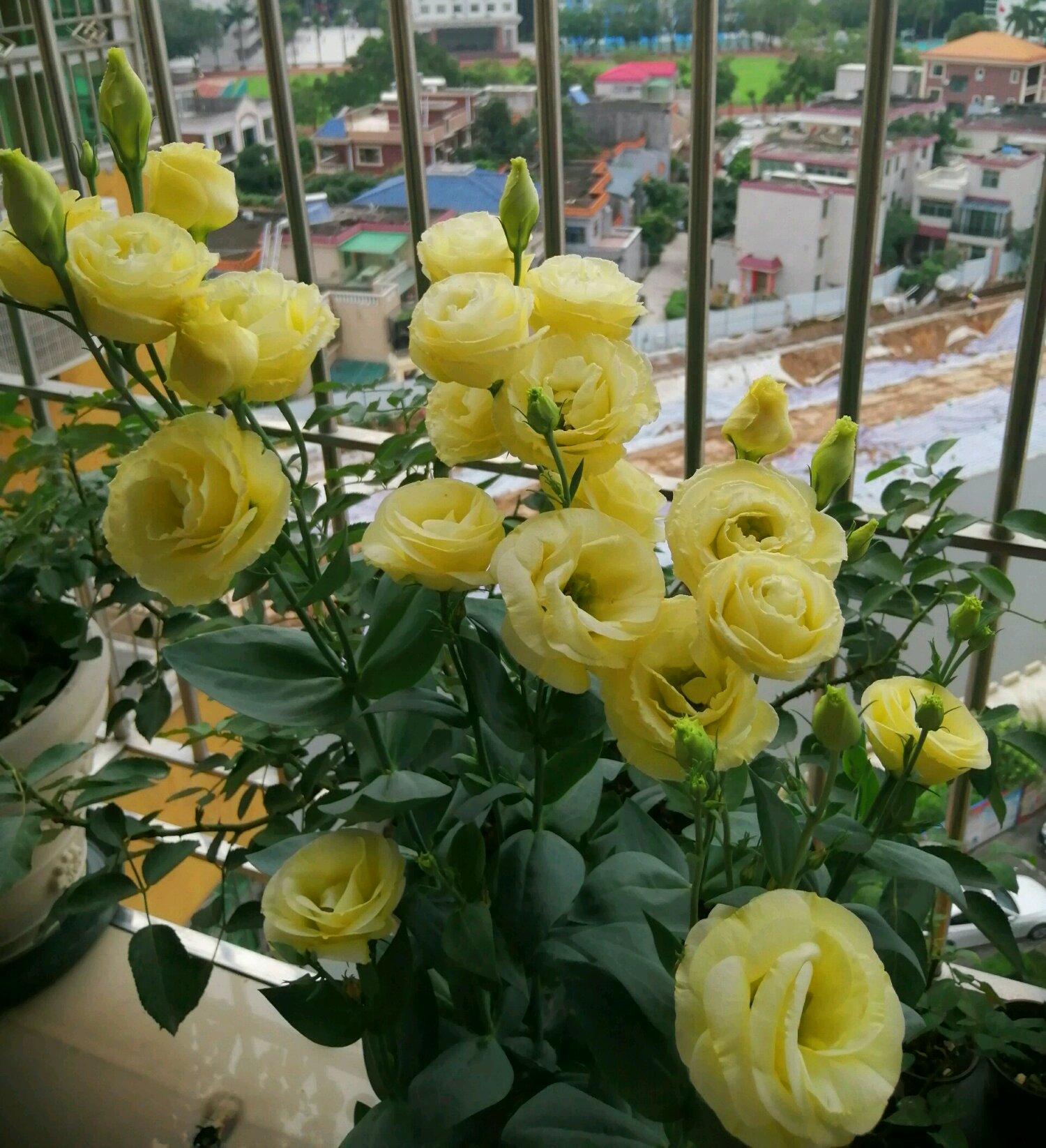 此花是世界名花,号称"无刺玫瑰",好养易管理!