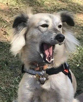 全身鬼针草汪见饲主崩溃睁大眼露尴尬不失礼的微笑抱歉了