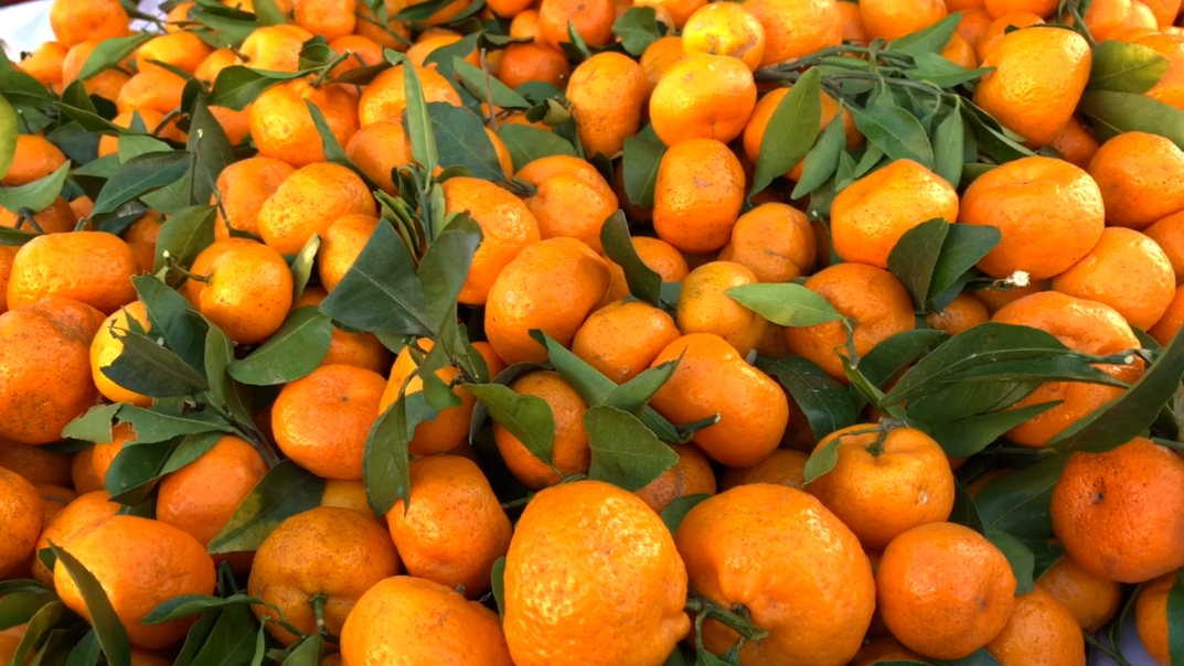 爱吃砂糖桔的人留意了我也是今天才刚知道抓紧告诉身边人