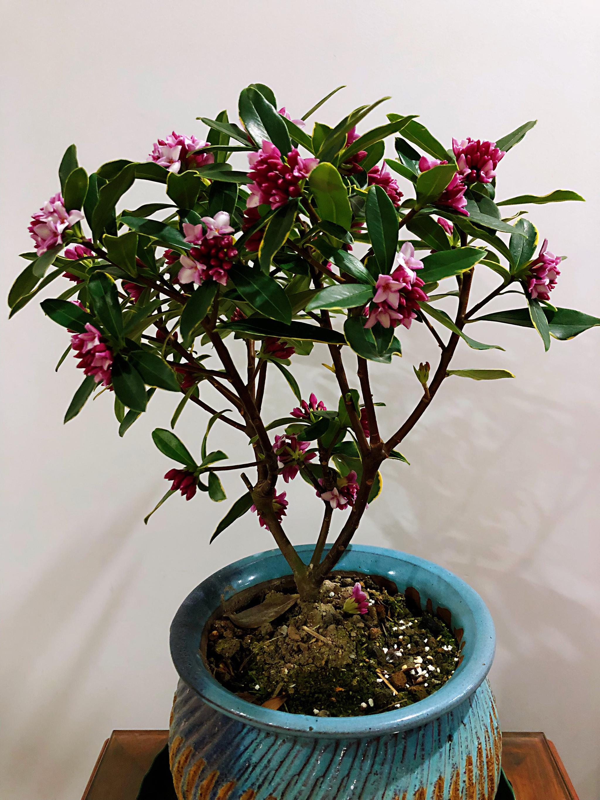 此种木本盆栽植物花叶共赏香气浓郁好养易管理