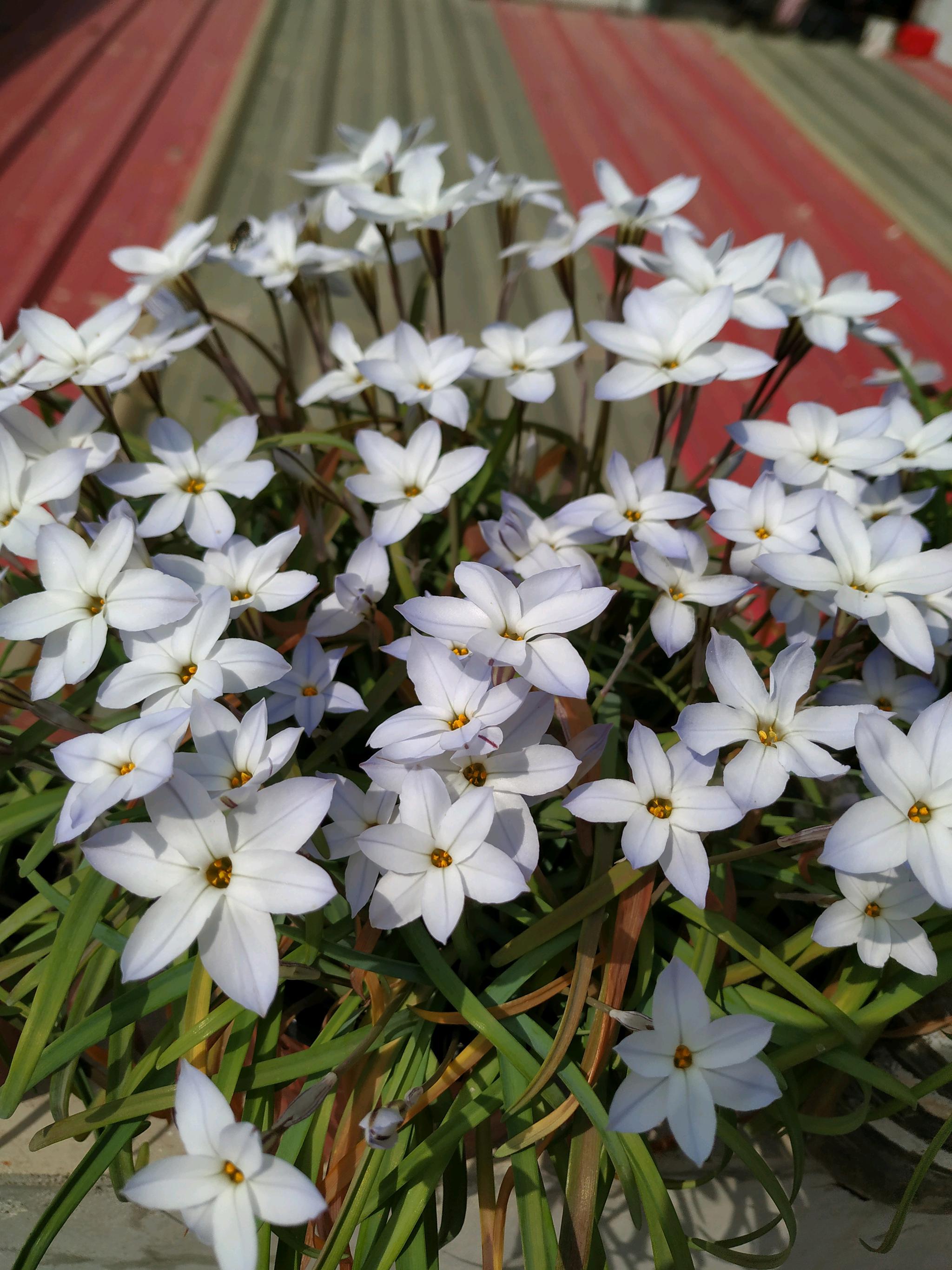 花韭这种花名叫"花韭",又称春星韭,为石蒜科春星韭属多年生草本植物